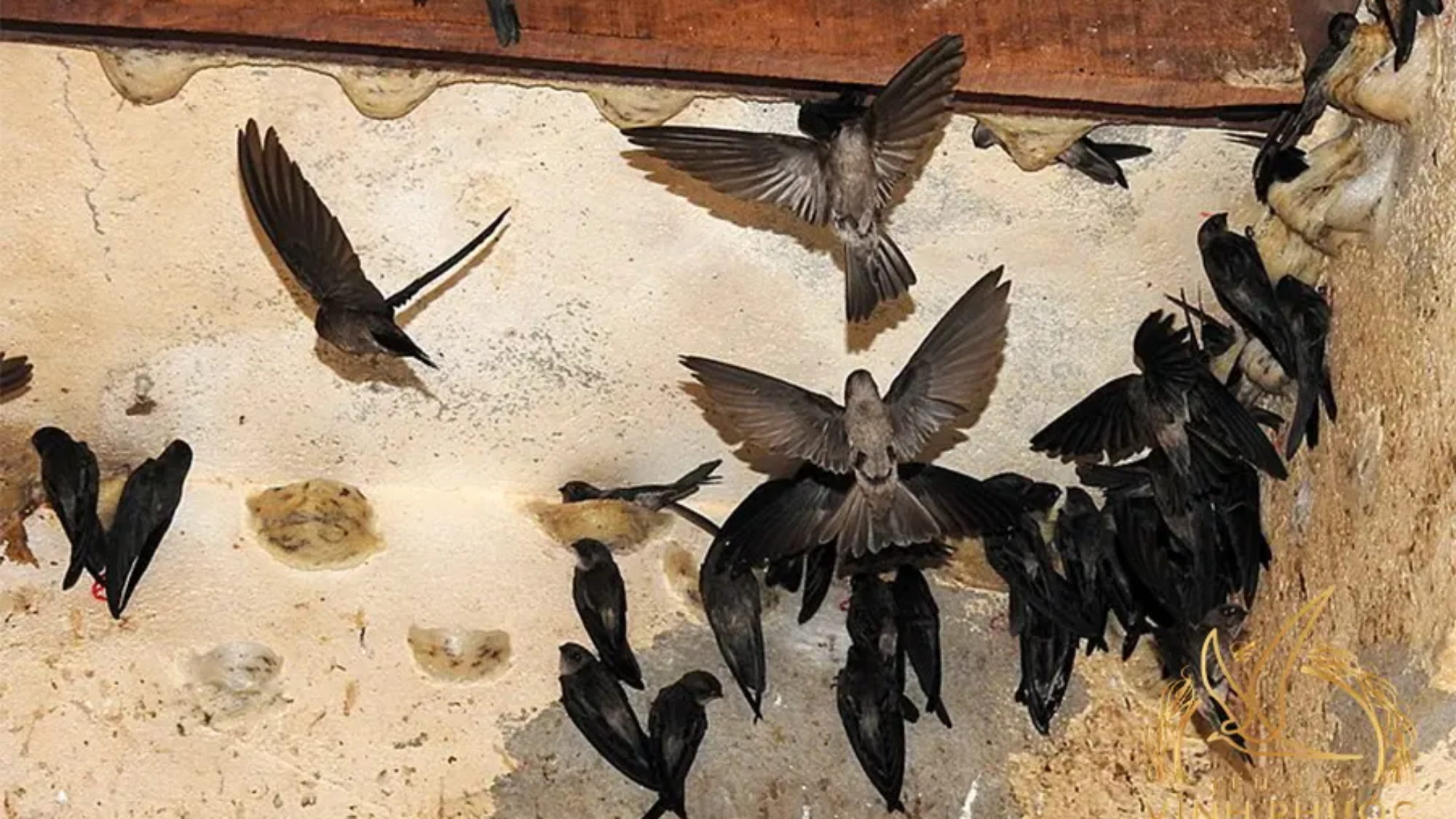 02-yen-hang.yensaovinhphuoc