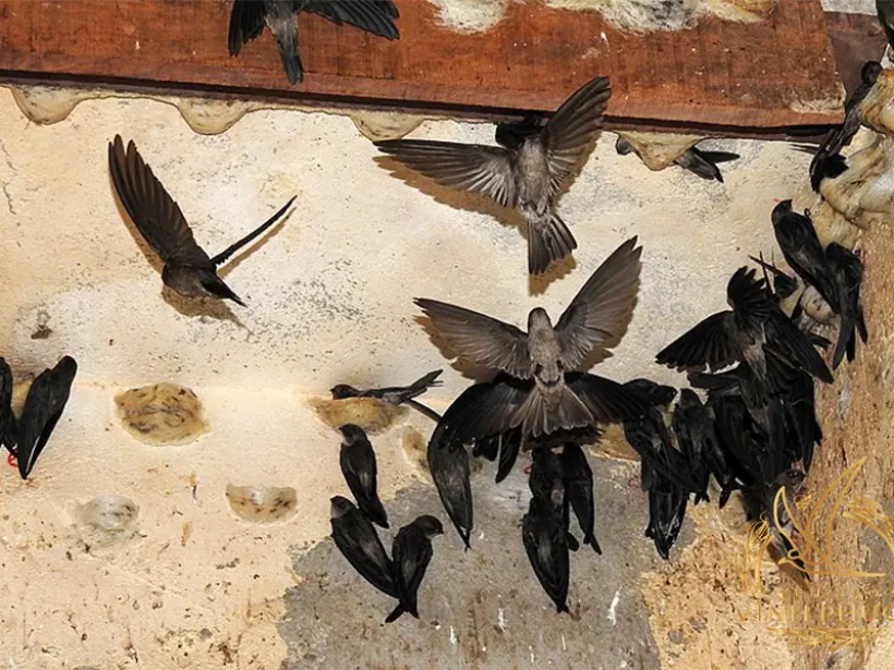 02-yen-hang.yensaovinhphuoc