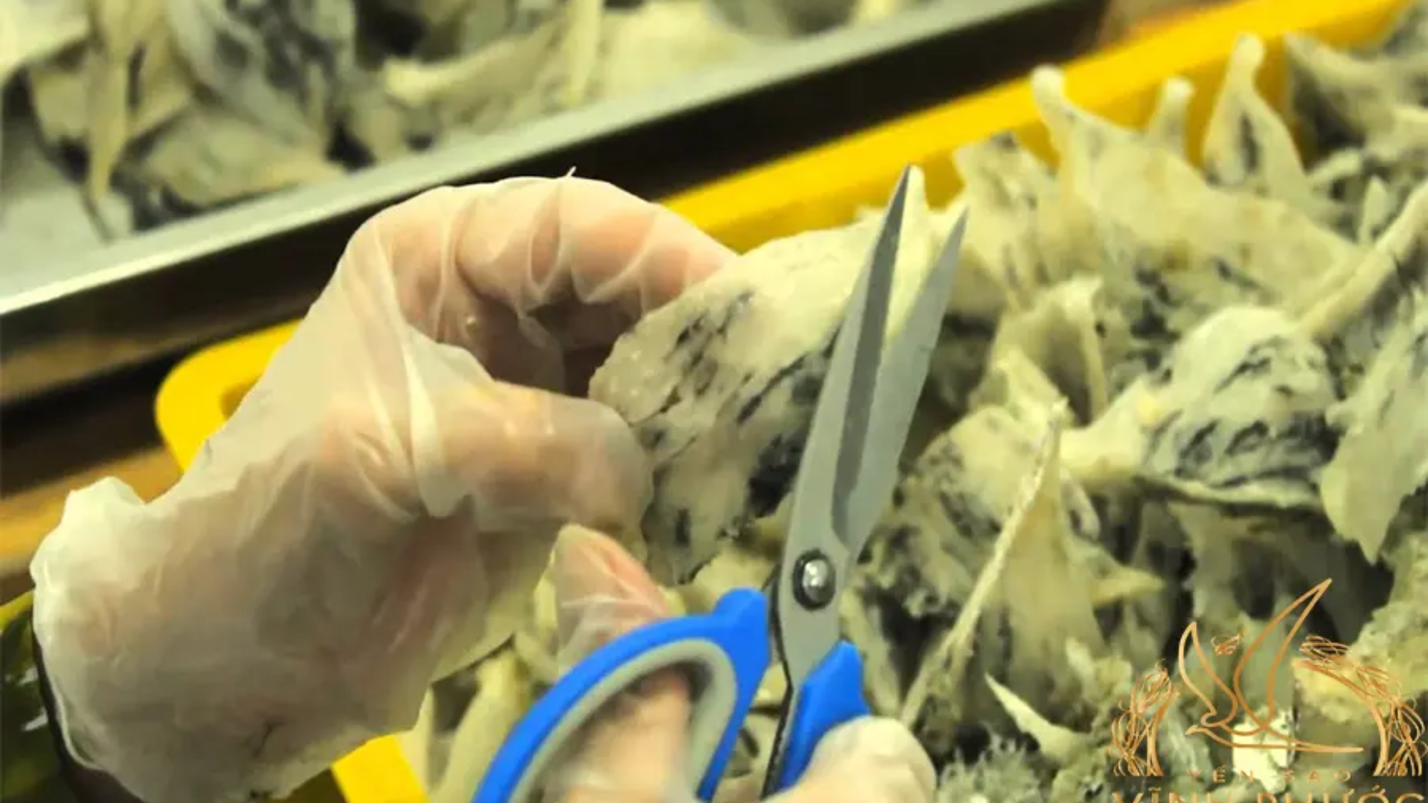 04-ma-tran-yen-sao-yensaovinhphuoc