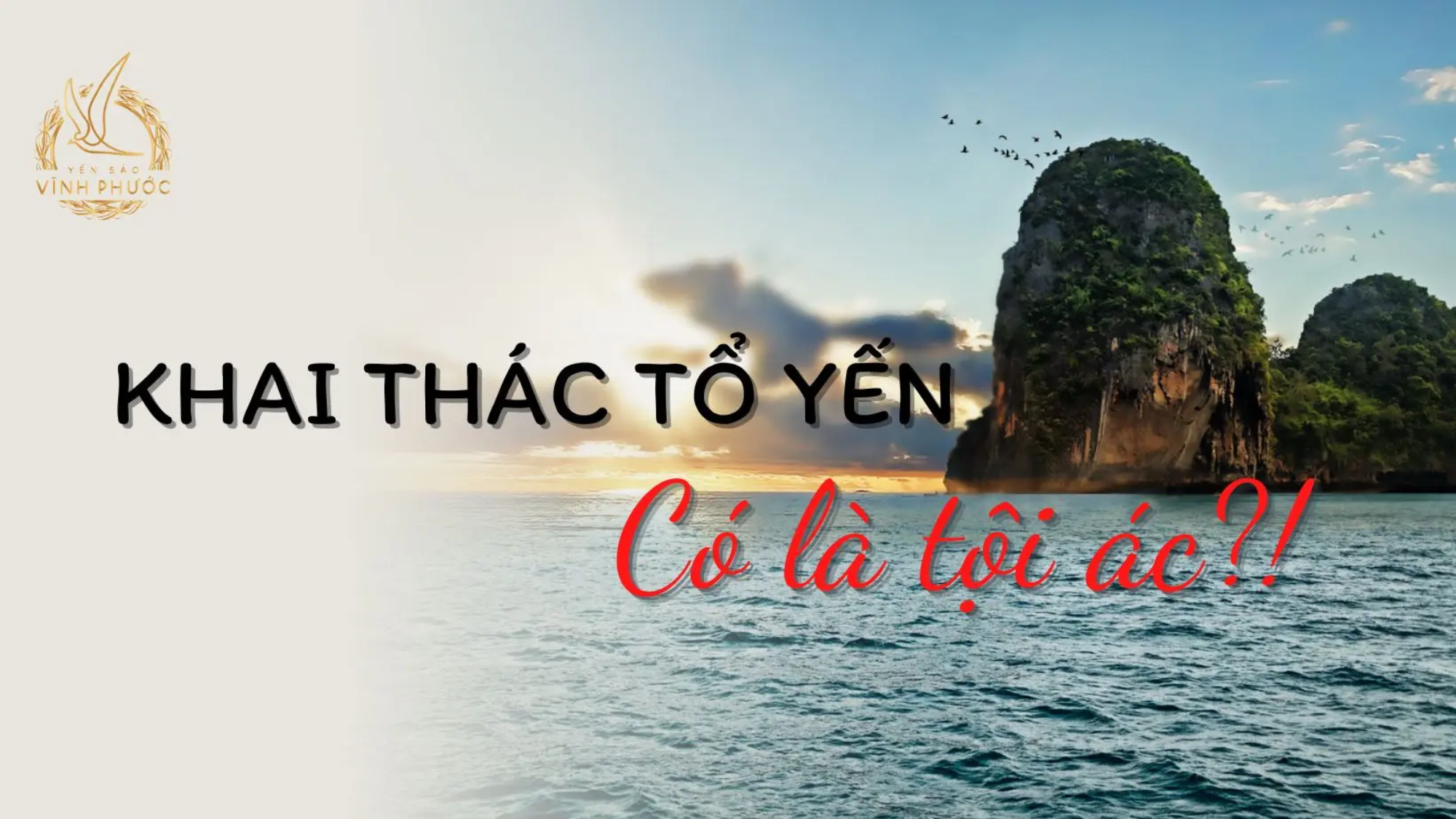 Khai thác tổ yến là tội ác - yensaovinhphuoc.vn