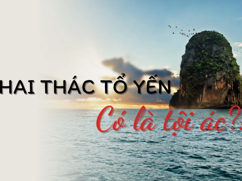 Khai thác tổ yến là tội ác - yensaovinhphuoc.vn