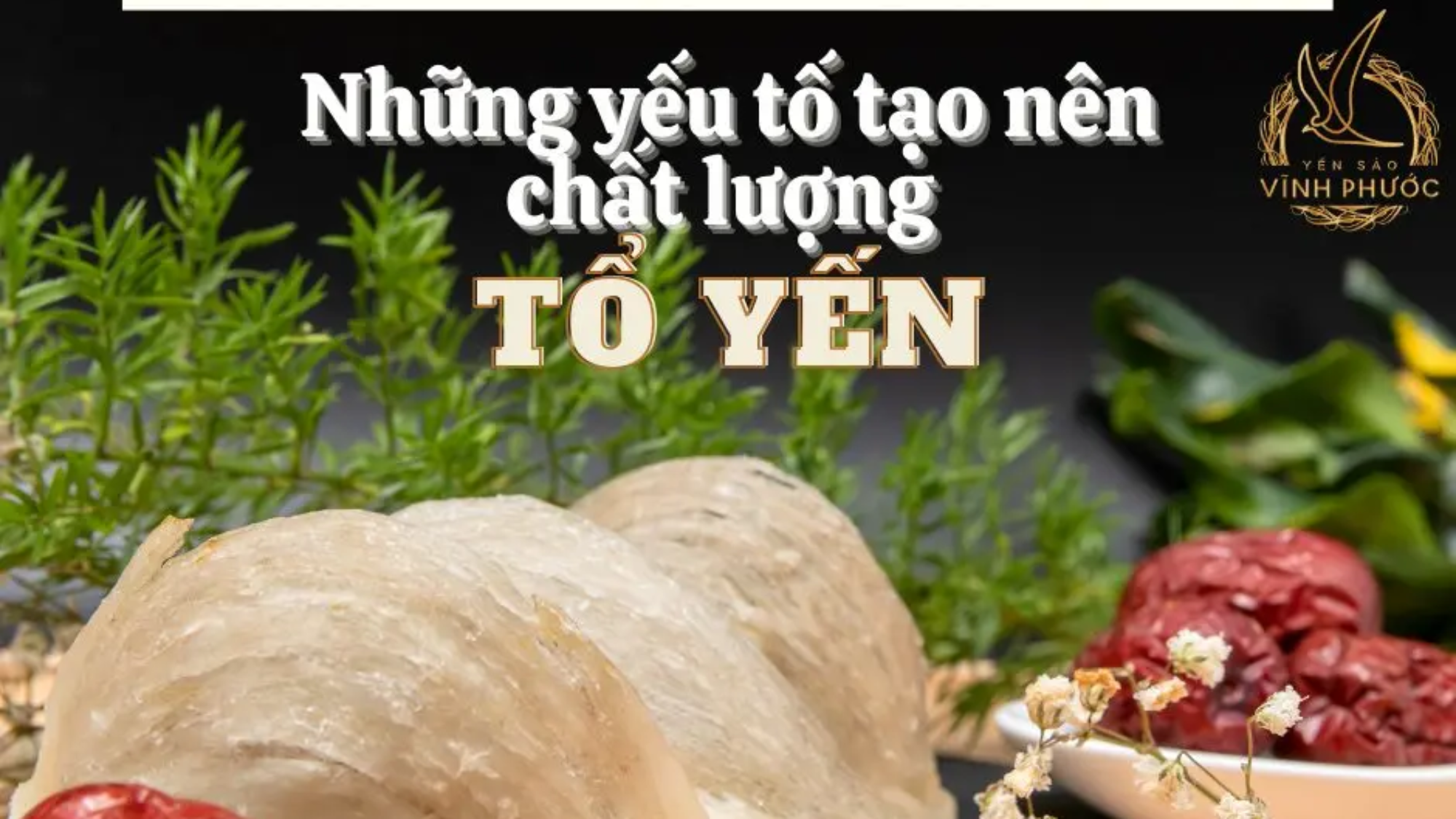 Những yếu tố tạo nên chất lượng tổ yến. yensaovinhphuoc.vn