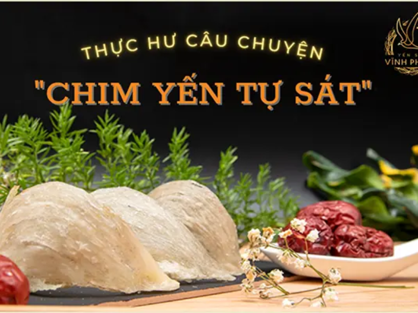 Thực hư chim yến tự sát khi mất tổ - Yensaovinhphuoc.vn