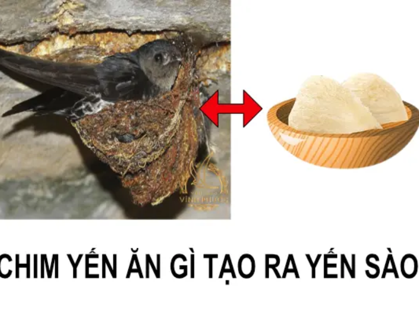 chim-yen-an-gi-tao-ra-yen-sao-yensaovinhphuoc