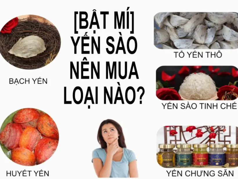 yen-sao-nen-mua-loại-nao-yensaovinhphuoc