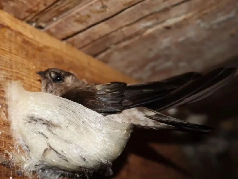 Cùng nhau khám phá quá trình hình thành tổ yến - yensaovinhphuoc (3)