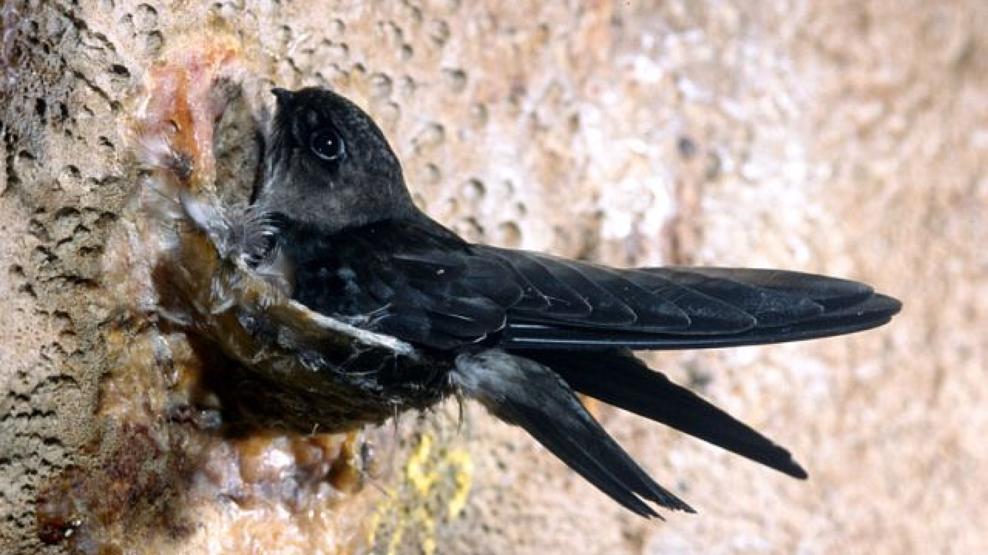 Khám phá nguồn thức ăn thích hợp của chim yến