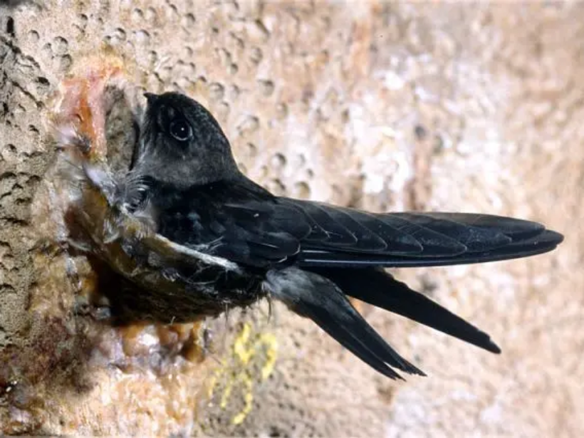 Khám phá nguồn thức ăn thích hợp của chim yến