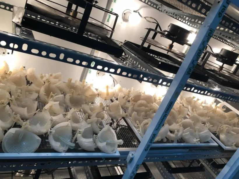 Phương pháp sấy khô yến sào đơn giản, dễ thực hiện tại nhà - yensaovinhphuoc (1)