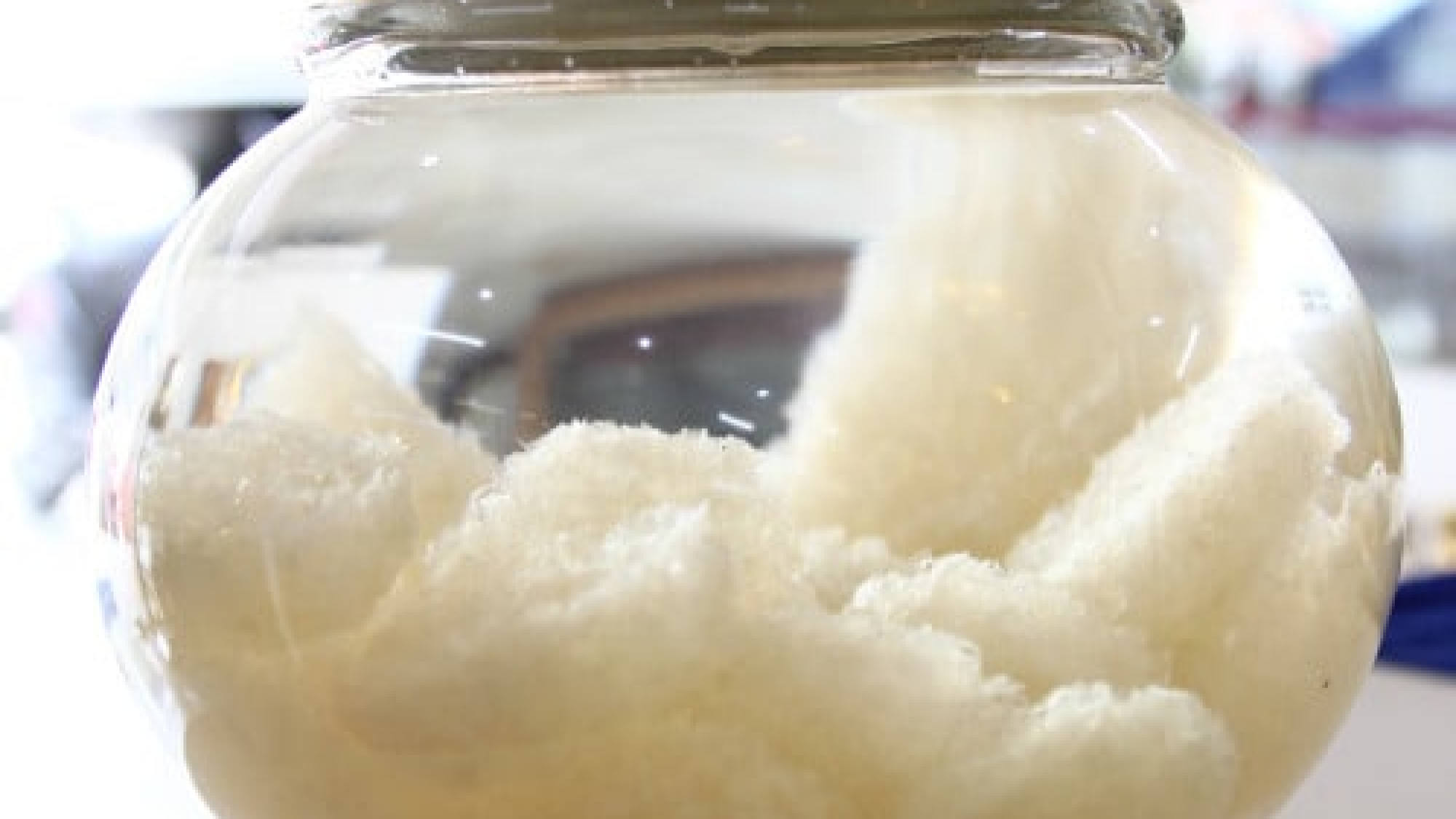 Rượu yến sào Bí quyết ngâm đúng chuẩn - yensaovinhphuoc (1)