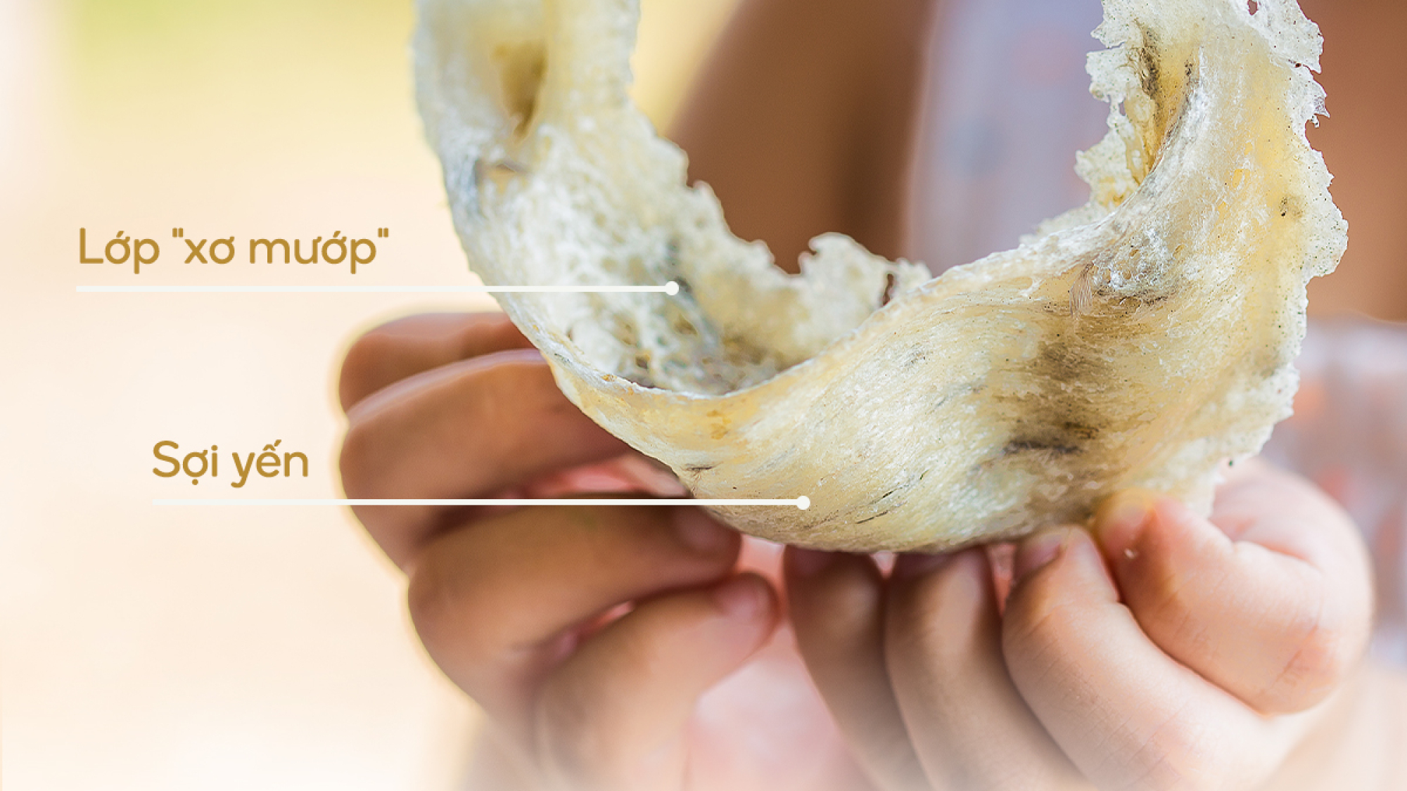 cau-ao-cua-to-yen-giua-chan-yen-va-to-yen-loai-nao-tot-hon-yensaovinhphuoc.vn