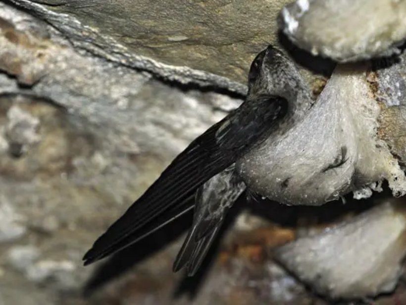 khai-thac-to-yen-co-ac-khong-yensaovinhphuoc (1)