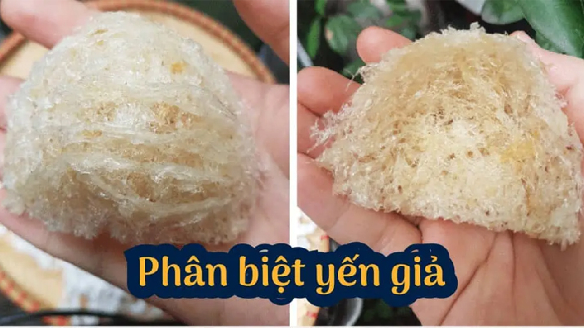 to-yen-tho-co-bi-lam-gia-khong-dau-hieu-nhan-biet-yensaovinhphuoc.vn
