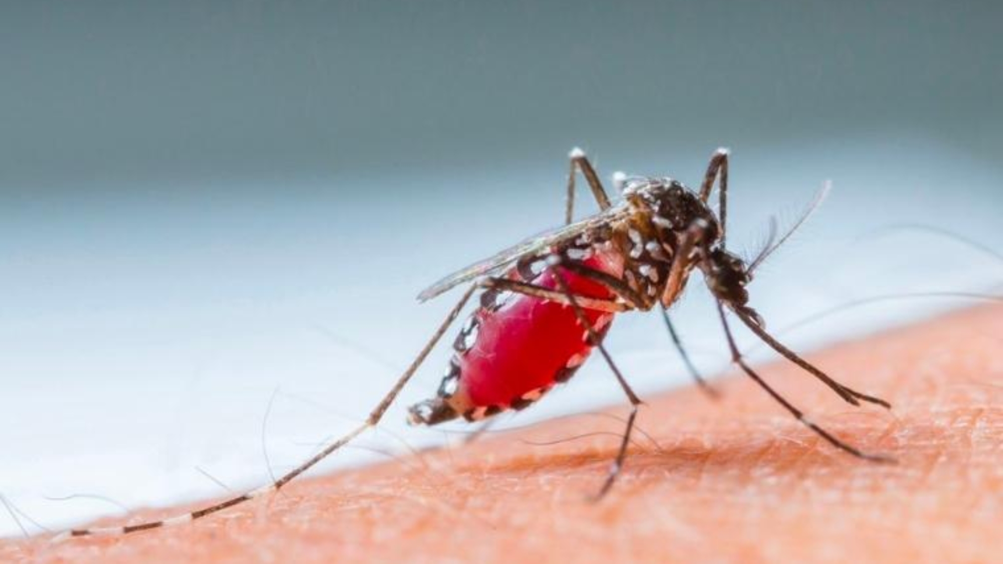 cach-phong-chong-benh-sot-xuat-huyet-hieu-qua-yensaovinhphuoc.vn