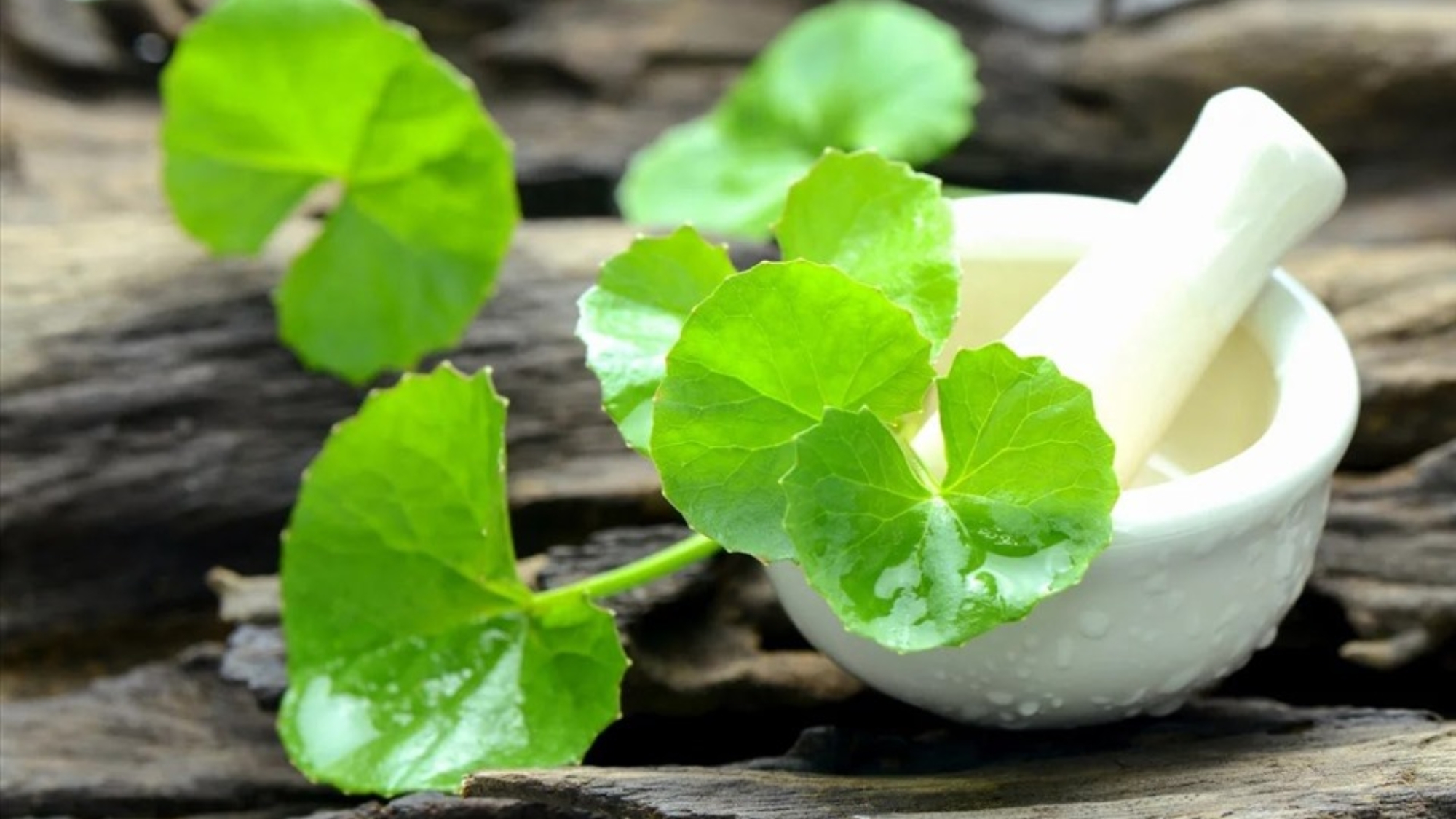 loi-ich-cua-rau-ma-doi-voi-suc-khoe-yensaovinhphuoc.vn