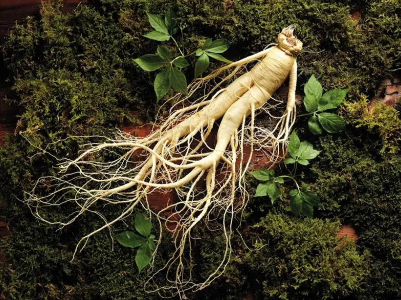 nha-sam-bo-duong-nhung-cung-khong-the-dung-tuy-tien-yensaovinhphuoc (1)