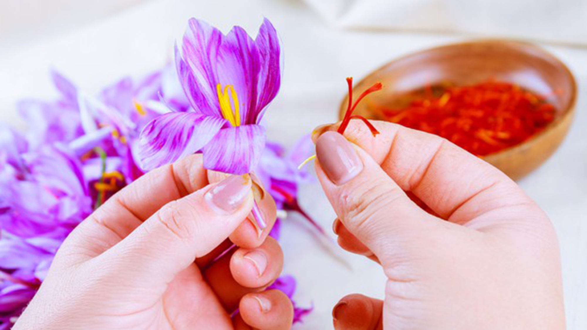 cong-dung-cua-nhuy-hoa-nghe-tay-saffron-yensaovinhphuoc (3)